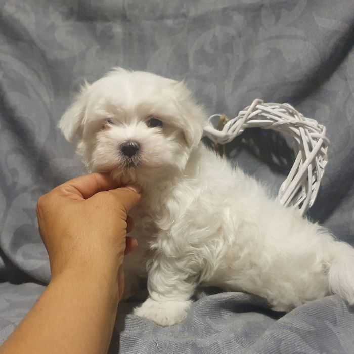 comprar un Bichón Maltes