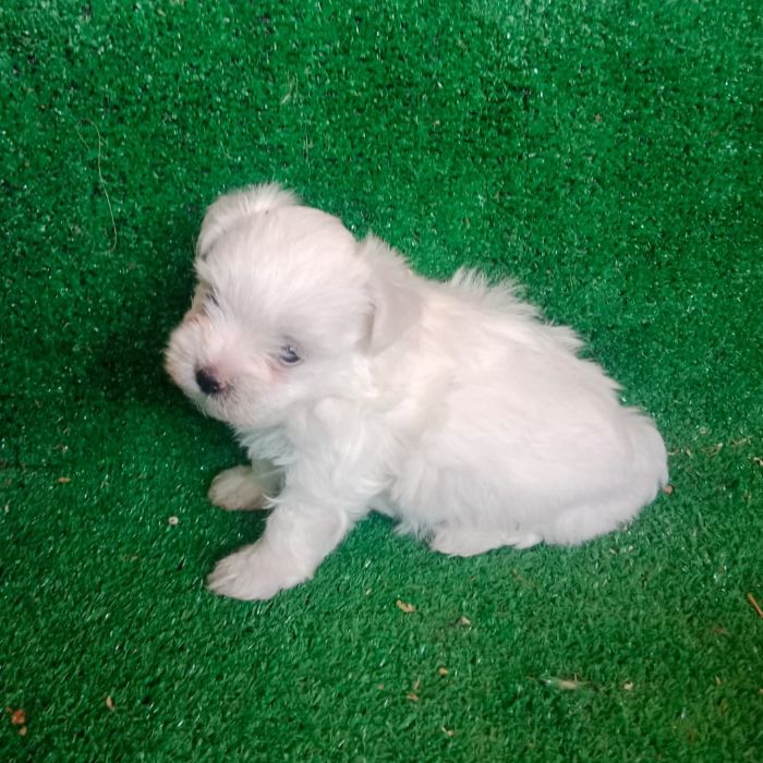 criadero Bichon Maltes