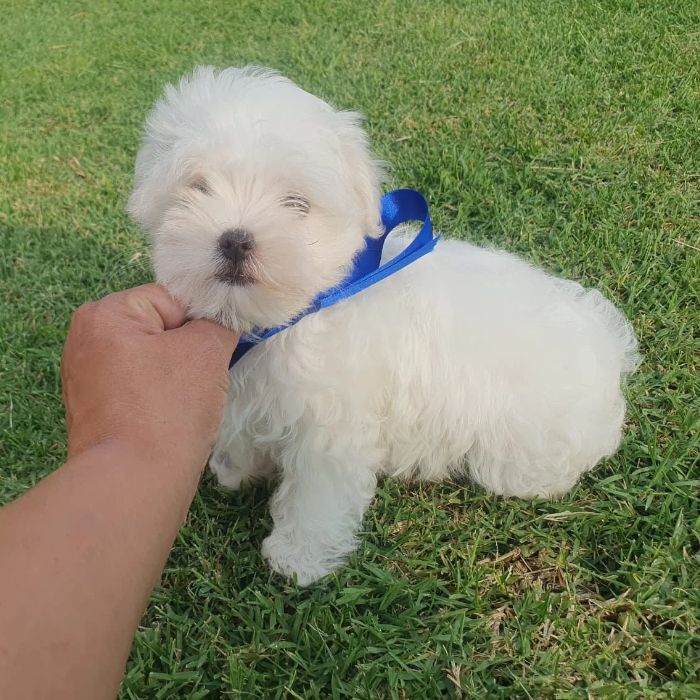 criador de Bichón Maltes