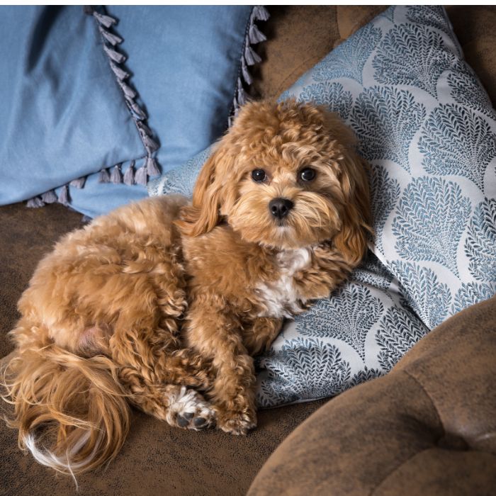 criador maltipoo en segovia