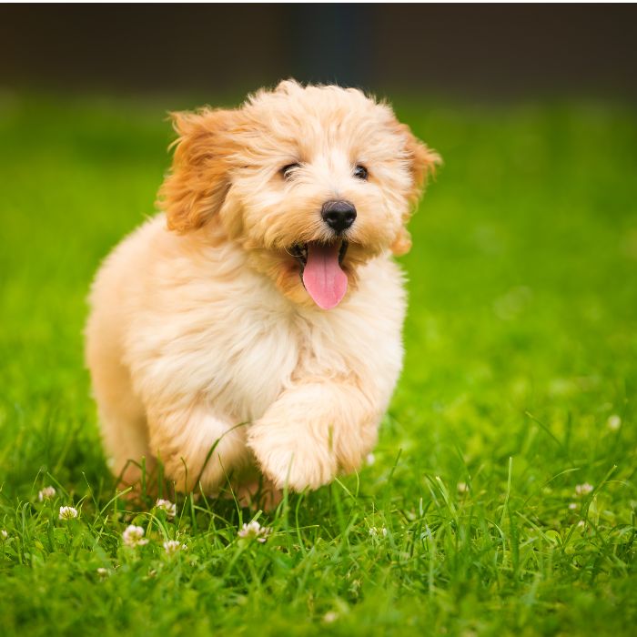 criadores maltipoo en españa