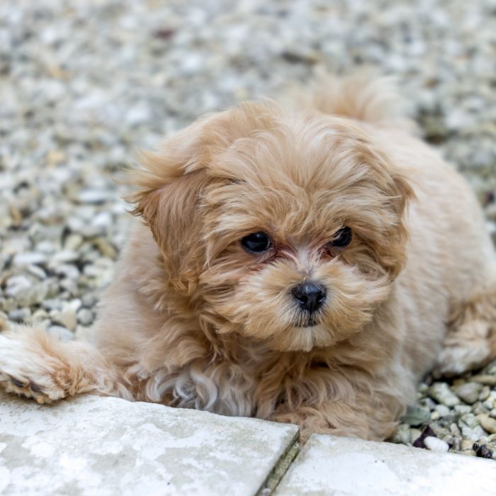 criadores maltipoo segovia