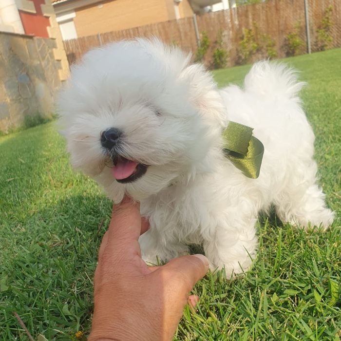cuánto vale un Bichón Maltés