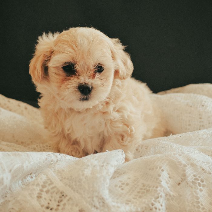 donde comprar un maltipoo