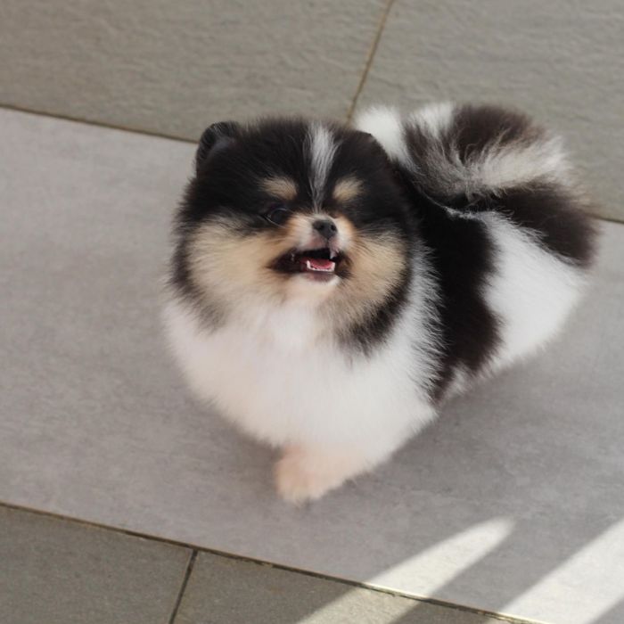 perros pomerani en venta