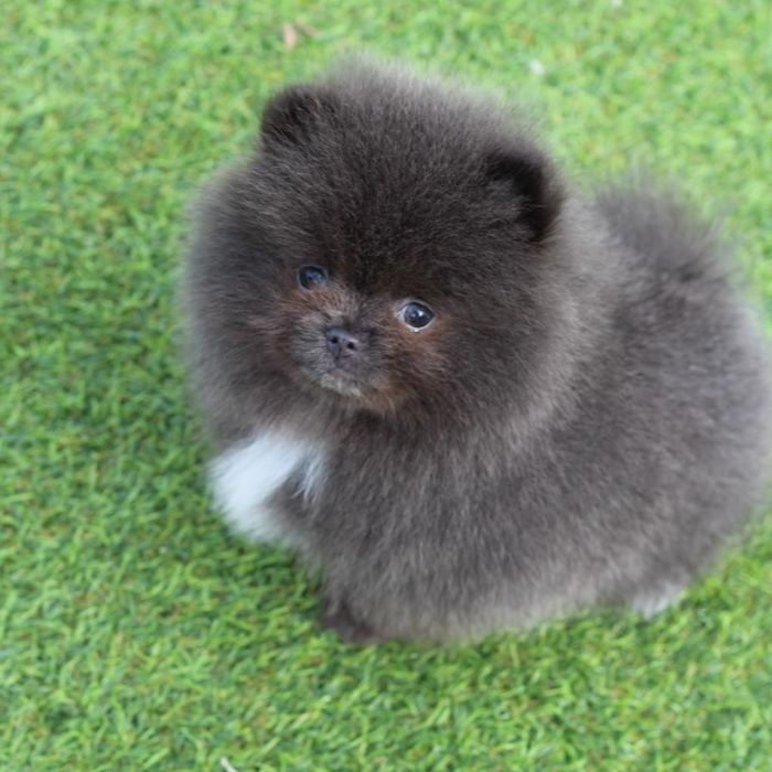 pomerania cachorro