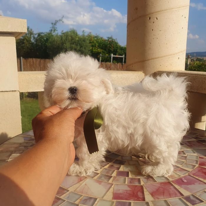 venta bichon maltes toy