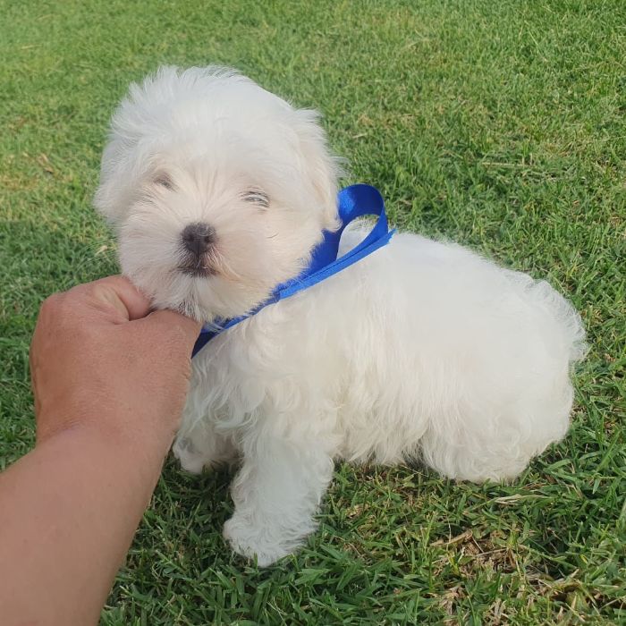 venta de bichon maltes